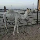 قعود عمره 7 شهور