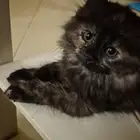 قطة صغيره للتبني