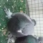 للبيع اناثي اتراك