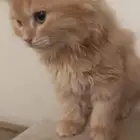 قط ذكر شيرازي