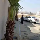 ابوياسين لبيع جميع انواع النخيل البلدي والواشنطن