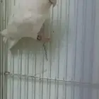ذكر روز البينو