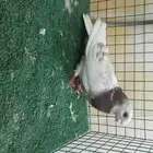 للبيع انثى شاينز ابو قرن صيني