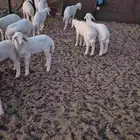 بهم حري نظيف العدد (14) 9خرفان و5 رخال