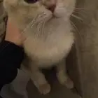 بيع بستين ذكر وا انثى مع اغراض