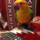 للبيع صن كنيور أليف جدا وهدد