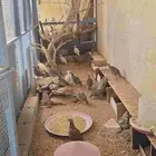 حجل كبير وصغير