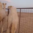للبيع حاشي طيب جدا يرضع امه