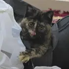 قطة للتبني مجانا بكامل اغراضها