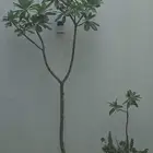 ياسمين هندي ابيض (3متر و متر ونص)