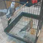 كروان جوز للبيع