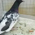 للبيع ازواج رام