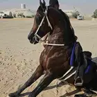 حصان واهو