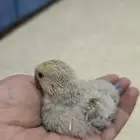 طير روز صوص