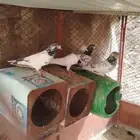 حمام باكستاني