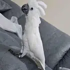 كوكاتو امبريلا تم البيع