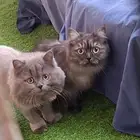 قطط