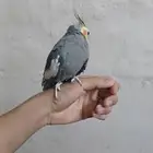 جوز كروان منتج
