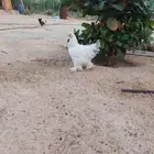 دجاج براهمه