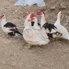 بط ذكرين واربع اناثي