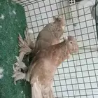 للبيع زوج تركي