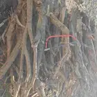 منشار لي البيع