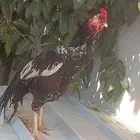 ديك باكستاني فولي