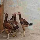 فروخ دجاج باكستاني