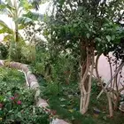 مزارع النخل والأشجار للزراعه والتنظيف والتوبير جمع الزراعه
