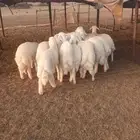 طليان حريه مراح