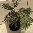 لتر بوكس قط