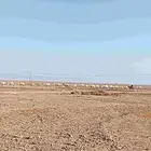 عزبه شاي وقهوة دوافير وغاز سفري اسطوانات الغاز صغيرة