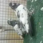 للبيع زوج رام بوري
