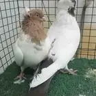 للبيع زوج سوداني