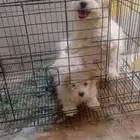 للبيع انوثه بيبي فيس