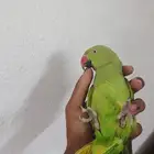 دره اليف ومتكلم