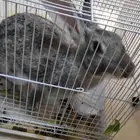 ارنب للبيع مع قفص