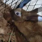 ارانب للبيع