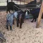 ماعز عوارض طيبات كل وحده تحتها واحد معها فحلها اشباب
