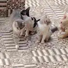قطط تبني