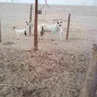 ماعز