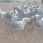 صوص فيومي سوبر جاميوا للبيع