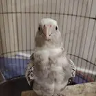 طيور كروان و روز