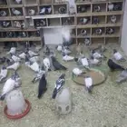 مجموعة حمام باكستاني