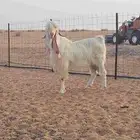 تيس. (تم البيع)