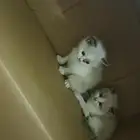 للبيع قطه كيتن راغدول بيور مستوى فاخر