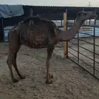 قعود مفرود سمين
