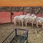 طليان للبيع