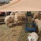 ضان حريات للبيع