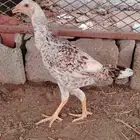 دجاج مهجن باكستاني على سندي